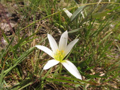 Zephyranthes mesochloa