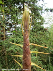 Phyllostachys edulis