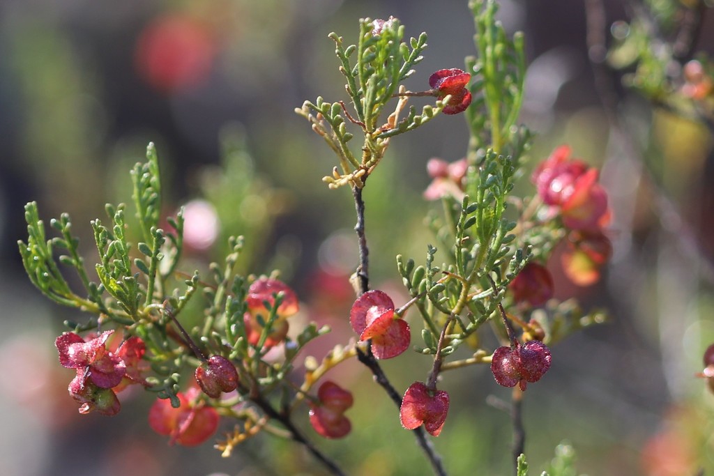 Dodonaea adenophora