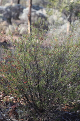 Dodonaea adenophora