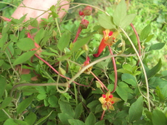 Tropaeolum pentaphyllum