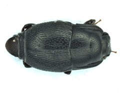 Plegaderus transversus