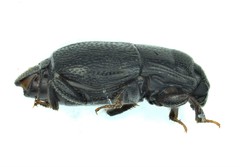 Plegaderus transversus