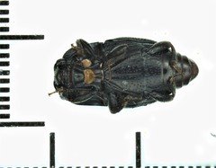 Plegaderus transversus