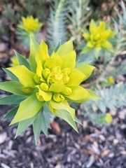 Myrsiniteae