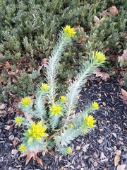 Myrsiniteae