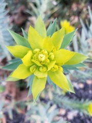 Myrsiniteae