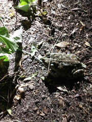 Rhinella arenarum