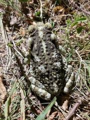 Rhinella arenarum