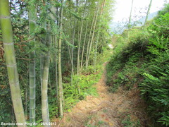 Phyllostachys edulis