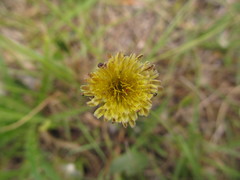 Hypochaeris grisebachii