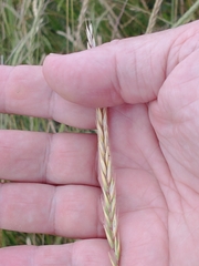 Hordeum procerum