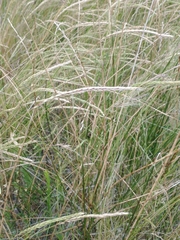 Hordeum procerum