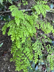Adiantum fragile