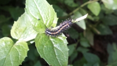 Euphydryas chalcedona