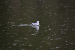 Chroicocephalus philadelphia