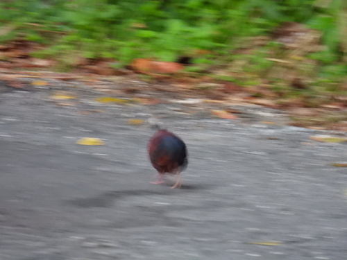 Crested Quail-Dove (Geotrygon versicolor), photo 7