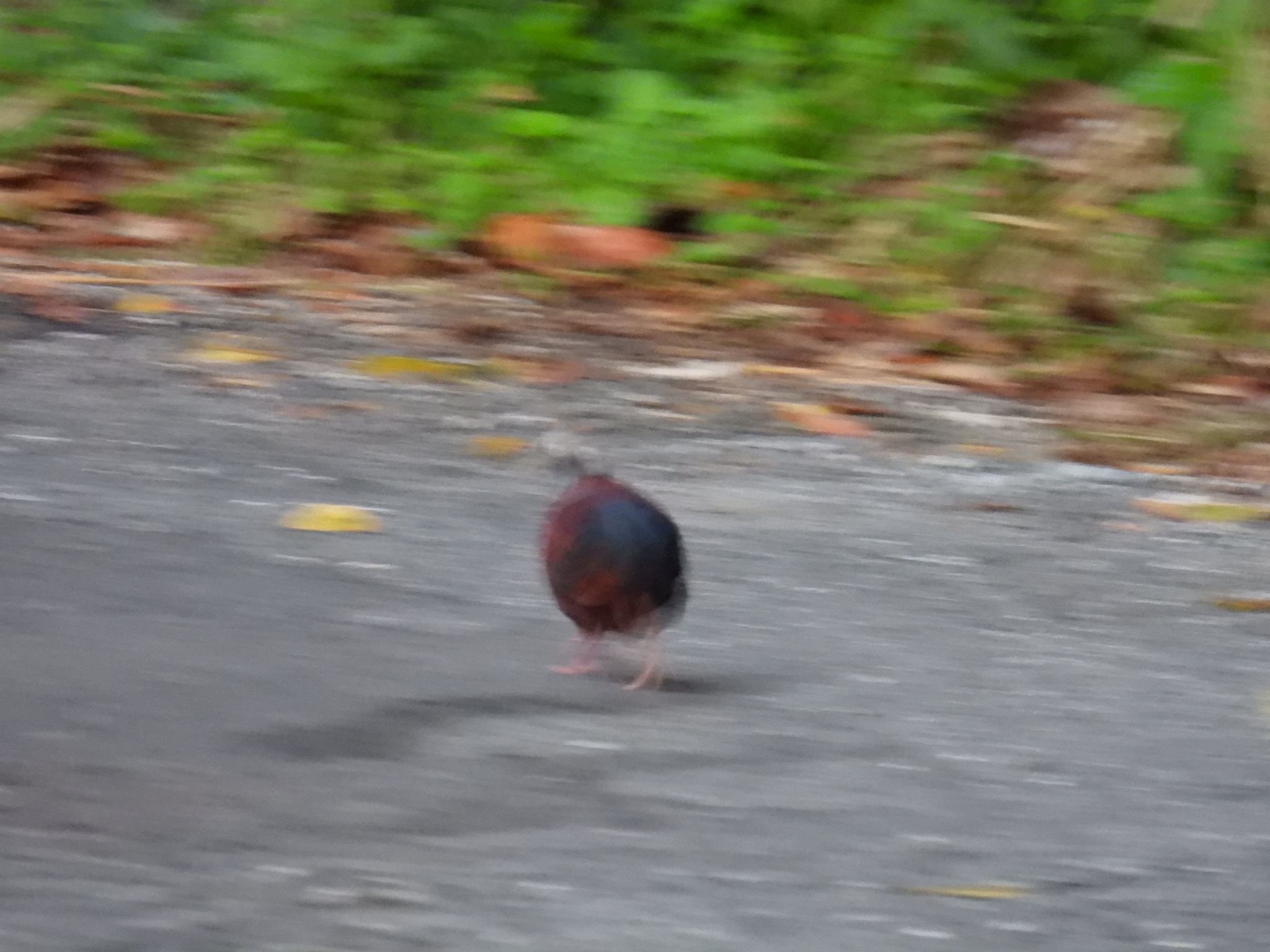 Crested Quail-Dove (Geotrygon versicolor), photo 3