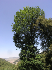 Quercus canariensis