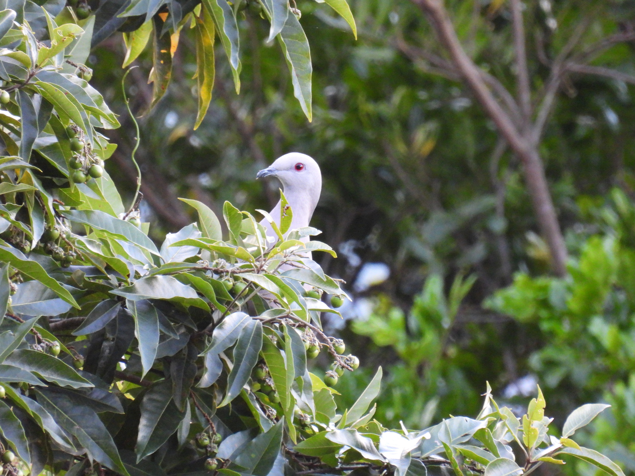 Ring-tailed Pigeon (Patagioenas caribaea), photo 4