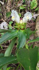 Costus asplundii