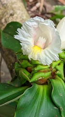 Costus asplundii