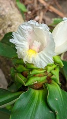 Costus asplundii