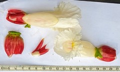 Costus asplundii
