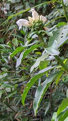 Costus asplundii