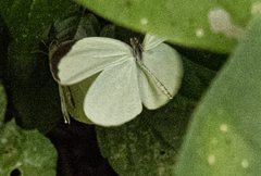 Leptosia