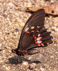 Papilio anchisiades idaeus image