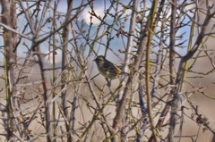Emberiza spodocephala
