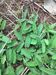 Polymeria
