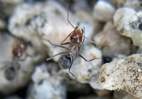iNaturalist observation photo of Endiodioctes