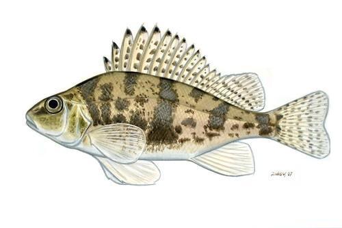Balon's Ruffe