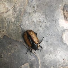 Chondropyga dorsalis