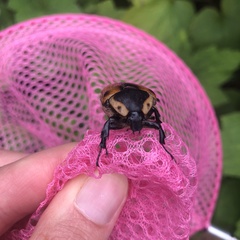 Chondropyga dorsalis