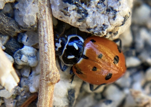 iNaturalist observation photo of Convergent Lady Beetle