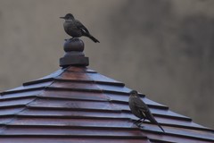 Cinclodes taczanowskii