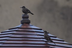 Cinclodes taczanowskii