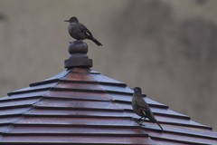 Cinclodes taczanowskii