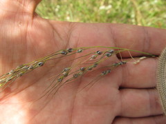 Piptochaetium stipoides