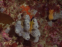 Yellow-And-Black Triplefin photo 3
