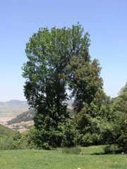 Quercus canariensis