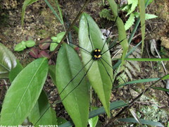 Eusclera aureomaculata