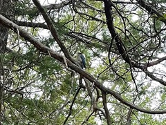 Aphelocoma wollweberi