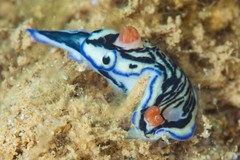 Hypselodoris maritima