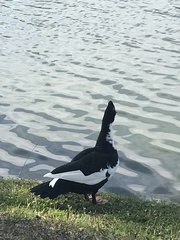 Cairina moschata domestica