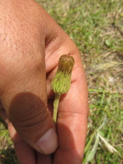 Stenachaenium megapotamicum