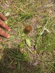 Stenachaenium megapotamicum